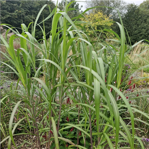 Miscanthus Giganteus